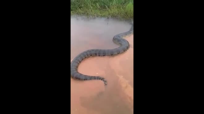Video: Trăn Nam Mỹ khổng lồ, to lớn chưa từng thấy bơi trên sông Brazil
