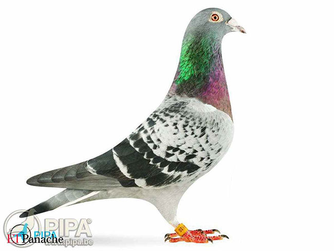 Con chim bồ câu giá hơn 1 triệu bảng Anh có gì đặc biệt?