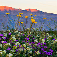 Choáng ngợp trước hiện tượng hoa "siêu bung nở" cực hiếm gặp ở sa mạc