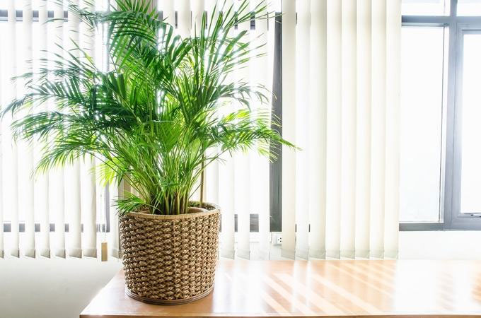 Cây trồng trong nhà hút ẩm không khí khi trời nồm