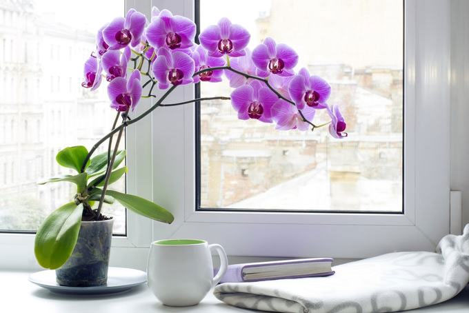 Cây trồng trong nhà hút ẩm không khí khi trời nồm