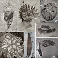 Phát hiện nhiều hóa thạch quý hiếm ở Trung Quốc