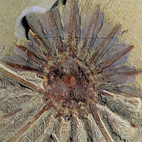 Phát hiện hóa thạch 520 tuổi của quái vật biển 18 xúc tu