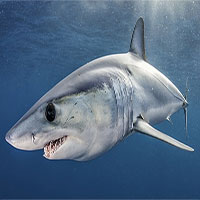 Cá mập đang nguy cấp hơn bao giờ hết, bao gồm cả loài nhanh nhất thế giới