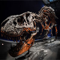 Hóa thạch khủng long bạo chúa lớn nhất