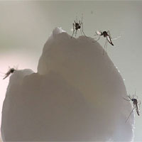 Đã biết "chìa khóa" giúp muỗi biết cách săn lùng con người