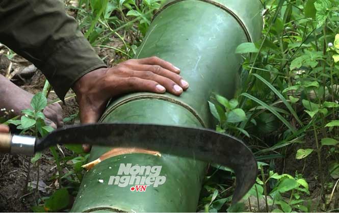 Khám phá rừng tre khổng lồ trên đỉnh Ngók Cung