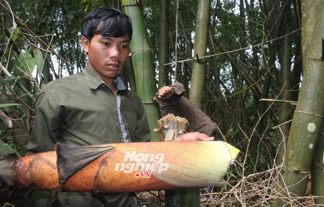 Khám phá rừng tre khổng lồ trên đỉnh Ngók Cung