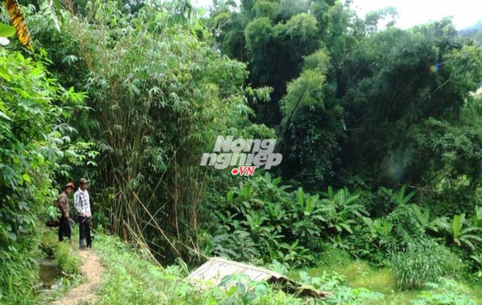 Khám phá rừng tre khổng lồ trên đỉnh Ngók Cung