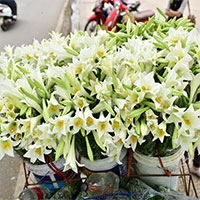 Tháng tư về, hoa loa kèn tinh khôi xuống phố Hà Nội