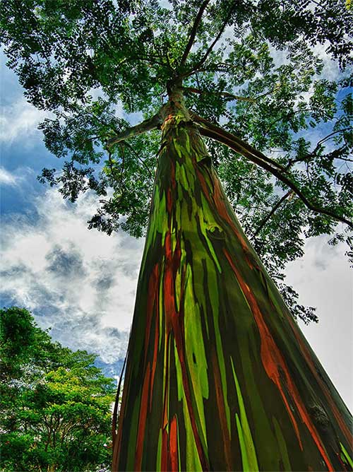 Cây bạch đàn cầu vồng trên hòn đảo Kauai, thuộc quần đảo Hawaii, Mỹ