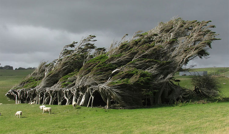 Cây bão táp ở Slope Point, phía Nam New Zealand