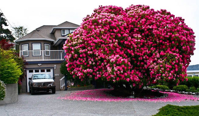 Cây đỗ quyên hơn 125 tuổi ở British Columbia, Canada