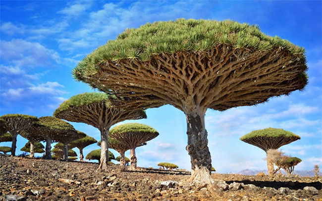 Cây máu rồng (Dragonblood tree) mọc trên quần đảo Socotra, Yemen