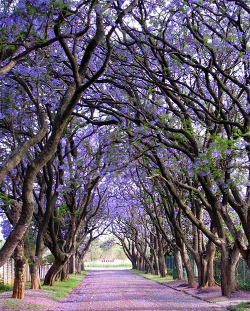 Cây phượng tím (Jacaranda) ở Cullinan, Nam Phi