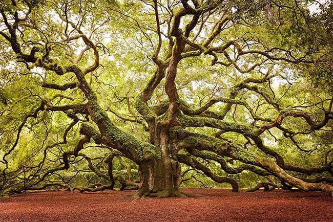 Cây sồi Thiên thần nằm trên hòn đảo John, bang South Carolina, Mỹ