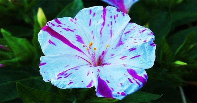 10 loài hoa nở đêm đẹp nhất thế giới