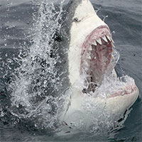 Chất độc trong người cá mập trắng vô hại với nó nhưng tác động nặng nề đến hệ sinh thái