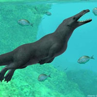 Phát hiện hoá thạch cá voi cổ đại có… bốn chân và đuôi như rái cá