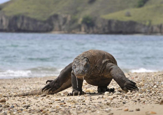 Indonesia đóng cửa đảo rồng Komodo để ngăn chặn buôn lậu