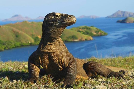 Indonesia đóng cửa đảo rồng Komodo để ngăn chặn buôn lậu