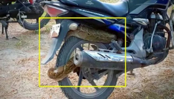 Sốc: Trăn dài 2,4 mét quấn chặt xe côn tay Honda Unicorn