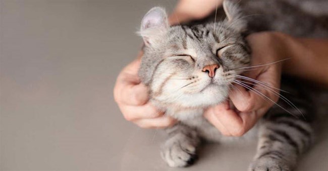 Khoa học chứng minh mèo có thể nhận biết tên riêng của mình