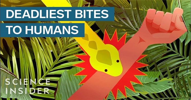 Động vật có nọc độc gây chết người nhanh nhất thế giới