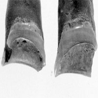 Chiếc răng 4000 năm tuổi trả lời cho câu hỏi: Người cổ đại từng làm nghề gì?