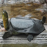 Rùa mai mềm chết ở Trung Quốc, thế giới chỉ còn 3 con cùng loài cụ rùa hồ Gươm