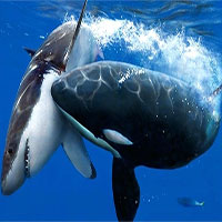 Loài vật gieo rắc nỗi sợ hãi cho cá mập trắng lớn