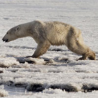 Biến đổi khí hậu khiến gấu trắng Bắc Cực đi lạc 700km kiếm thức ăn