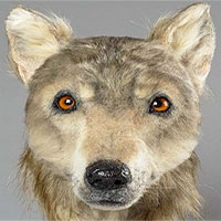 Tái hiện khuôn mặt của con chó 4.000 năm tuổi