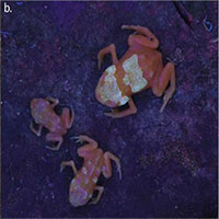 Các nhà khoa học phát hiện ra những con ếch độc có xương phát sáng qua da