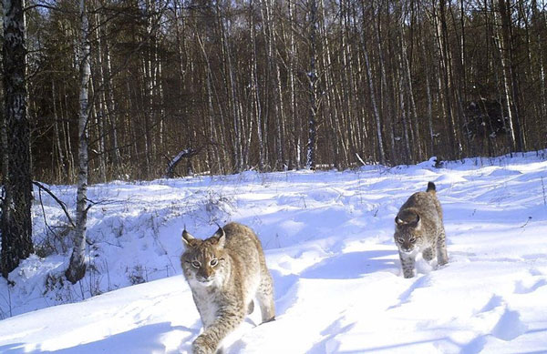 Phát hiện mới về hiệu ứng thảm họa hạt nhân Chernobyl