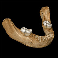 Hóa thạch xương 160.000 năm lý giải biến thể gene của con người