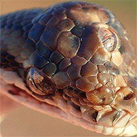 Phát hiện rắn 3 mắt kỳ lạ ở miền Bắc Australia