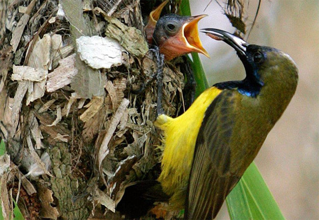 Cá voi, tắc kè và những điệp viên quân sự kỳ lạ nhất thế giới