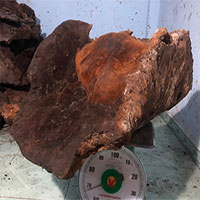 Người dân Quảng Nam phát hiện nấm chò “khủng” nặng gần 70kg