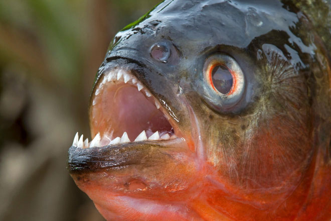 Loài người nợ cá Piranha khét tiếng một lời xin lỗi: Chúng đáng sợ là do con người