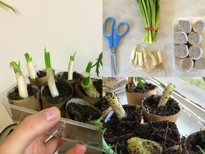Các cách trồng hành lá siêu đơn giản tại nhà