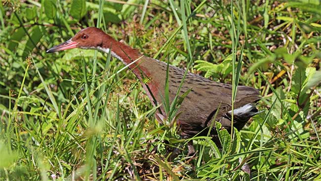 Một loài chim tuyệt chủng cổ xưa hồi sinh từ cõi chết