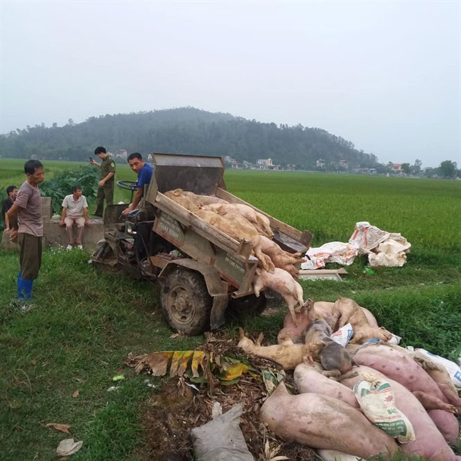 Quy trình xử lý lợn chết do dịch bệnh