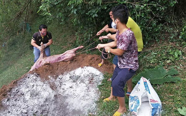 Quy trình xử lý lợn chết do dịch bệnh