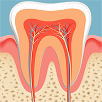 Các nhà khoa học đã tìm ra cách giúp bạn mọc lại răng mới chỉ sau 2 tháng