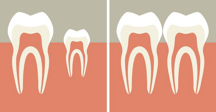 Các nhà khoa học đã tìm ra cách giúp bạn mọc lại răng mới chỉ sau 2 tháng