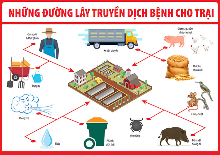 Tổng quan về bệnh dịch tả lợn châu Phi