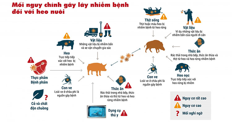 Tổng quan về bệnh dịch tả lợn châu Phi