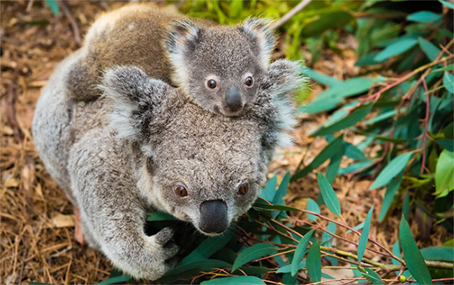 Khoa học tuyên bố gấu koala chính thức 