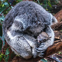Khoa học tuyên bố gấu koala chính thức "tuyệt chủng về chức năng" nhưng điều đó có ý nghĩa gì?